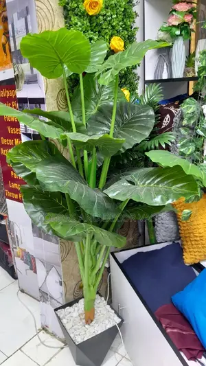 Big Plant With Black Vase 