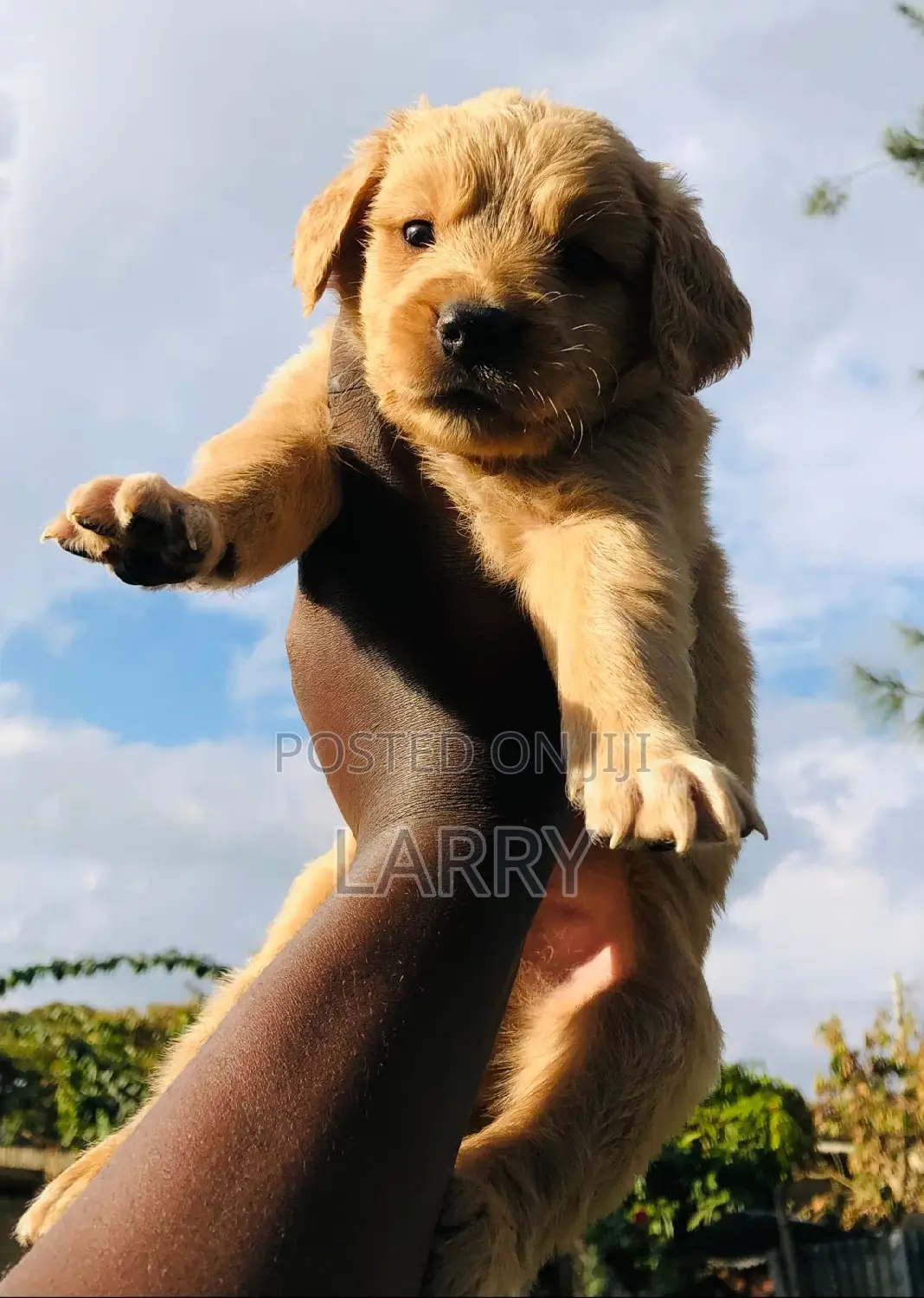 1-3 months Male Purebred Golden Retriever