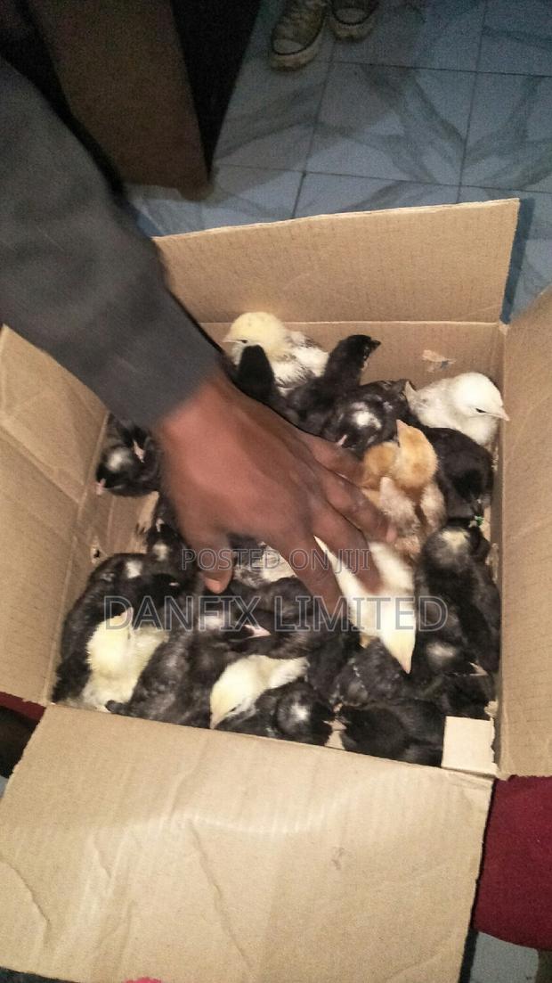 One Weeks Old Chicks (Kuloiler) - main view