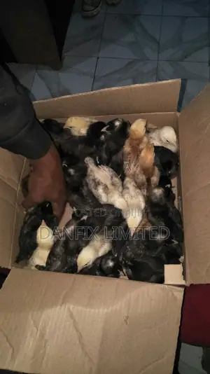 One Weeks Old Chicks (Kuloiler)