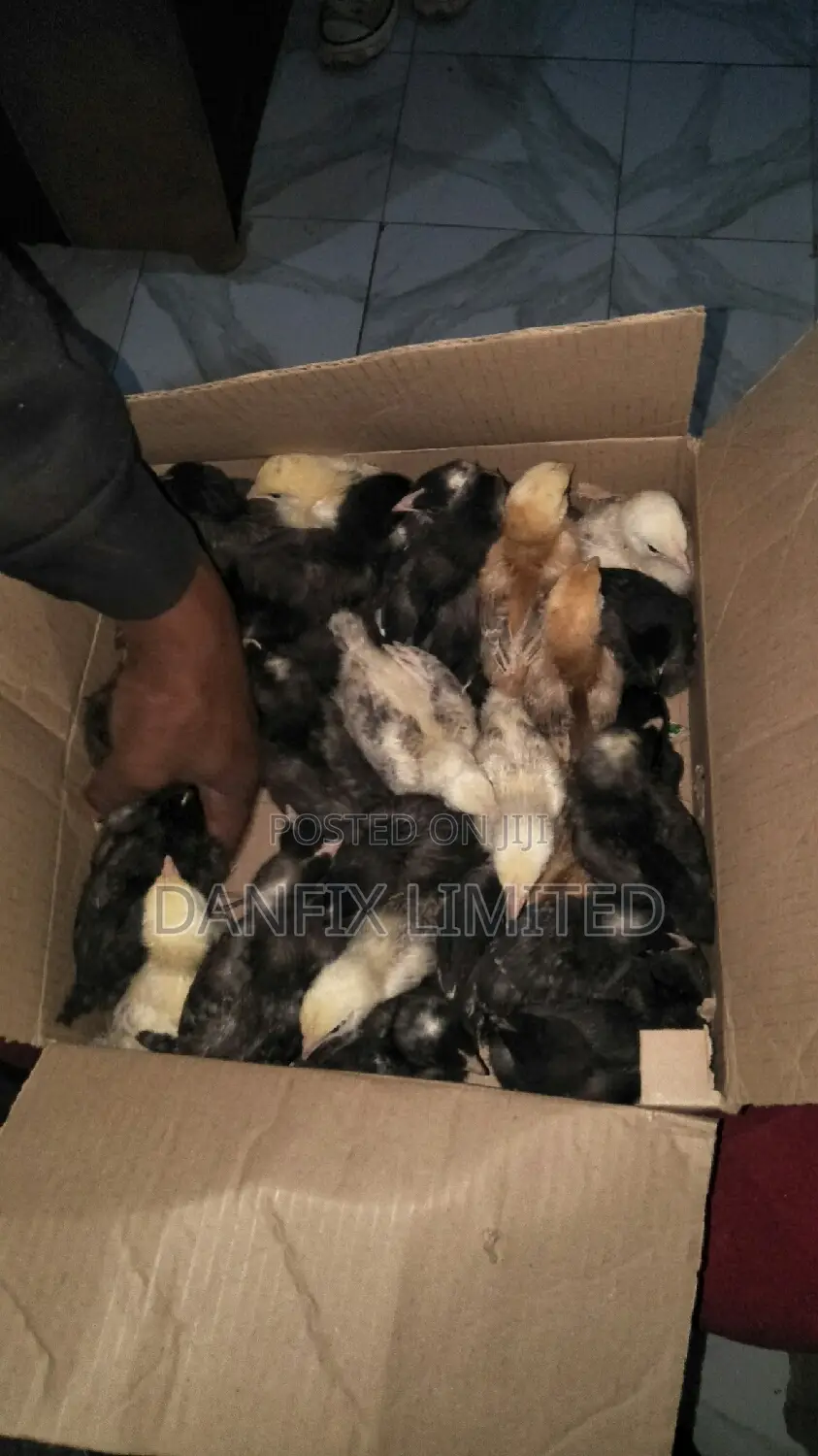 One Weeks Old Chicks (Kuloiler)