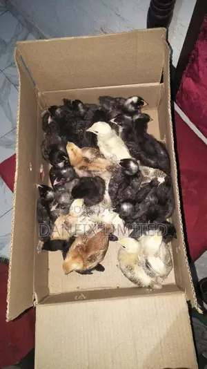 Kuloiler Breed Chicks a Week Old at 130
