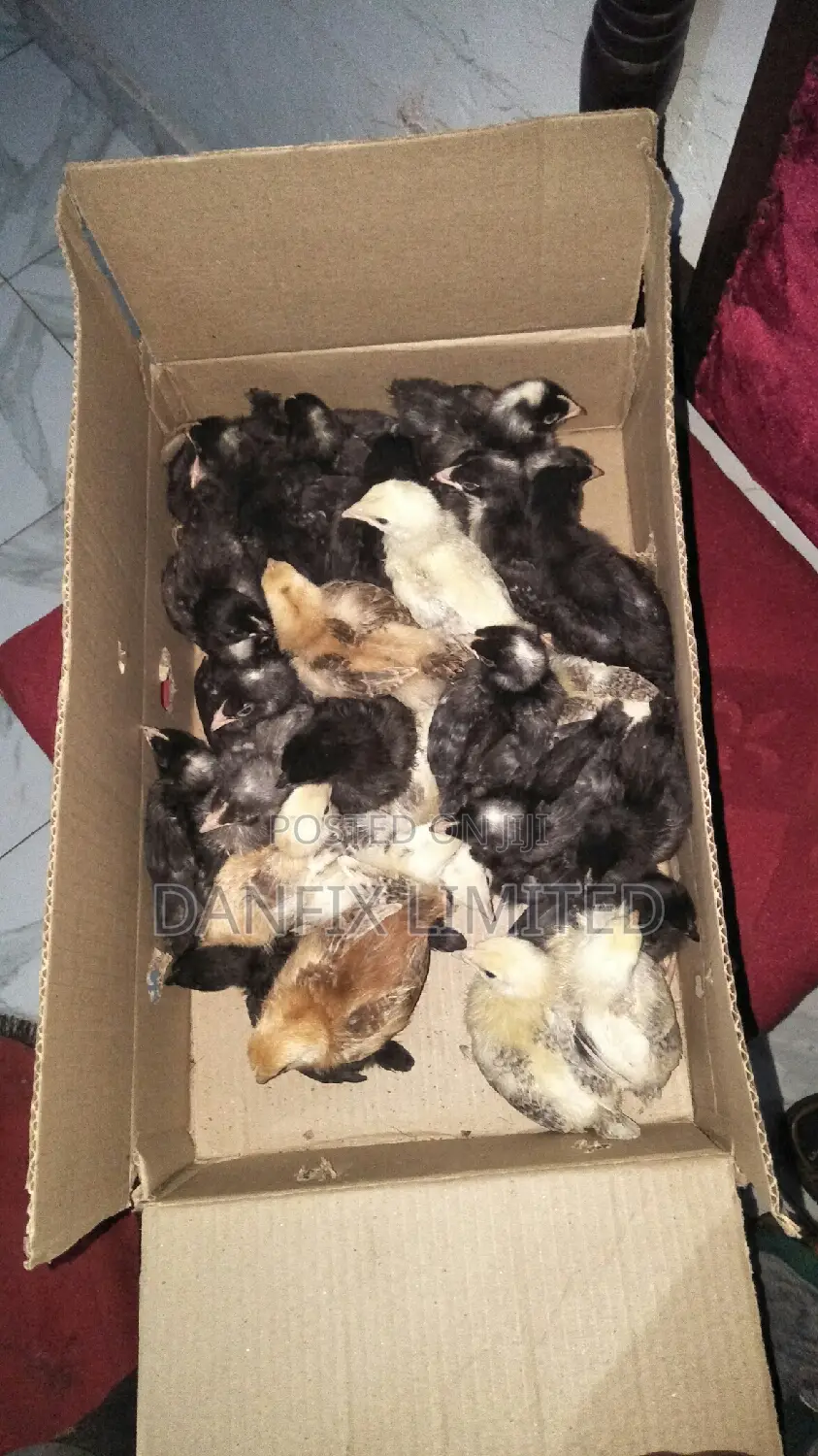 Kuloiler Breed Chicks a Week Old at 130