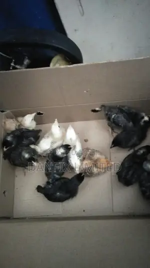 One Week Old Chicks at 120