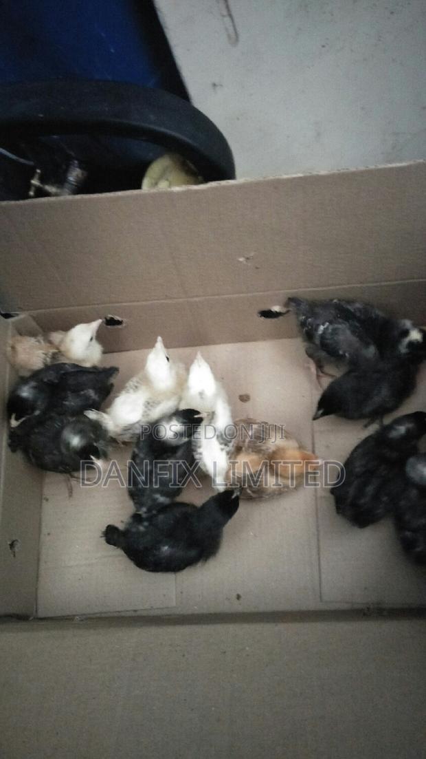 One Week Old Chicks at 120 - main view