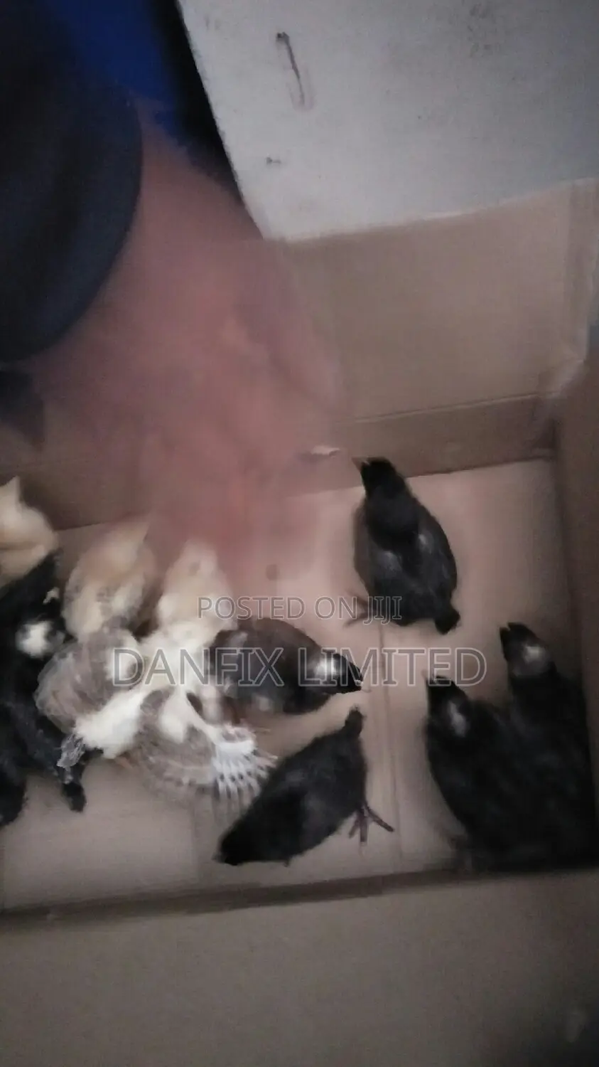 One Week Old Chicks at 120