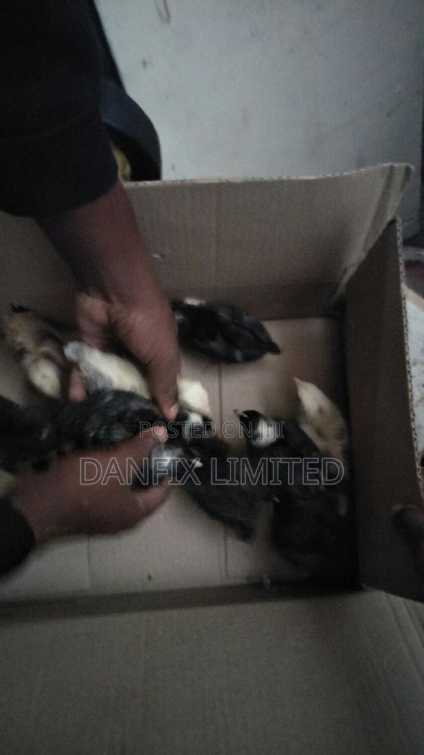 Vaccinated One Week Chicks for Sale - main view