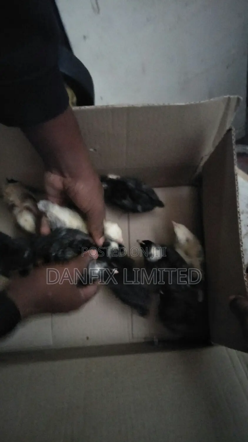 Vaccinated One Week Chicks for Sale