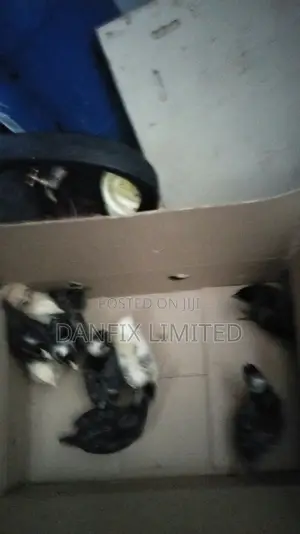 Vaccinated One Week Chicks for Sale