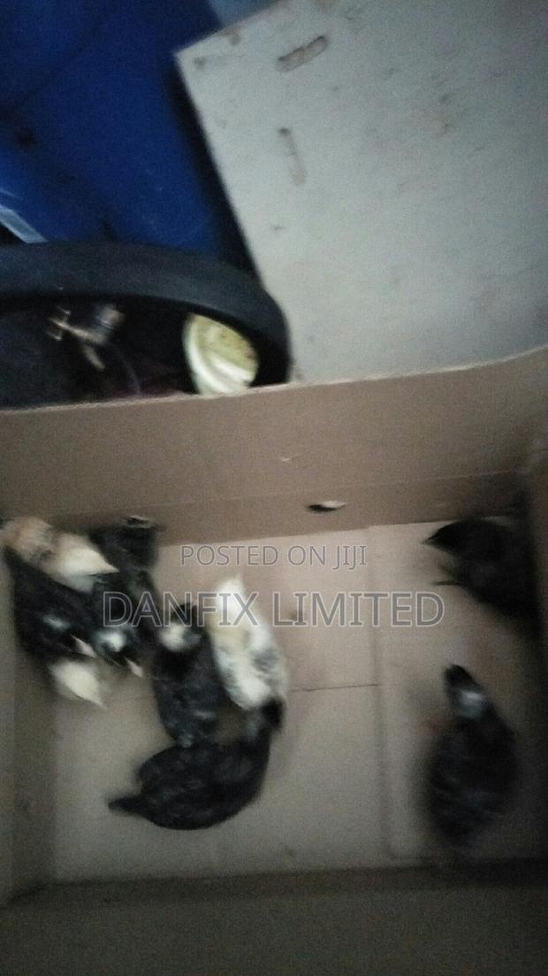 Vaccinated One Week Chicks for Sale - thumbnail 3