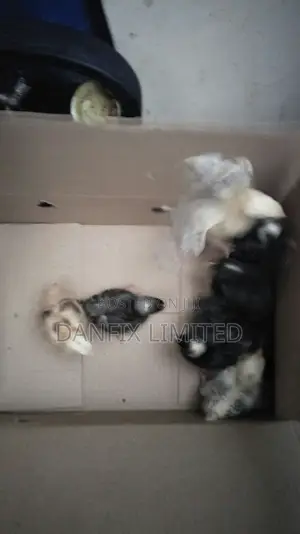 Two Weeks Old Chicks Available (Improved Kienyeji) at 140