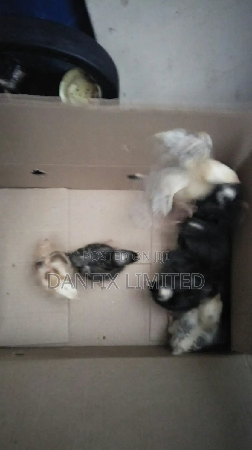 Two Weeks Old Chicks Available (Improved Kienyeji) at 140