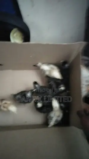 Two Weeks Old Chicks Available (Improved Kienyeji) at 140