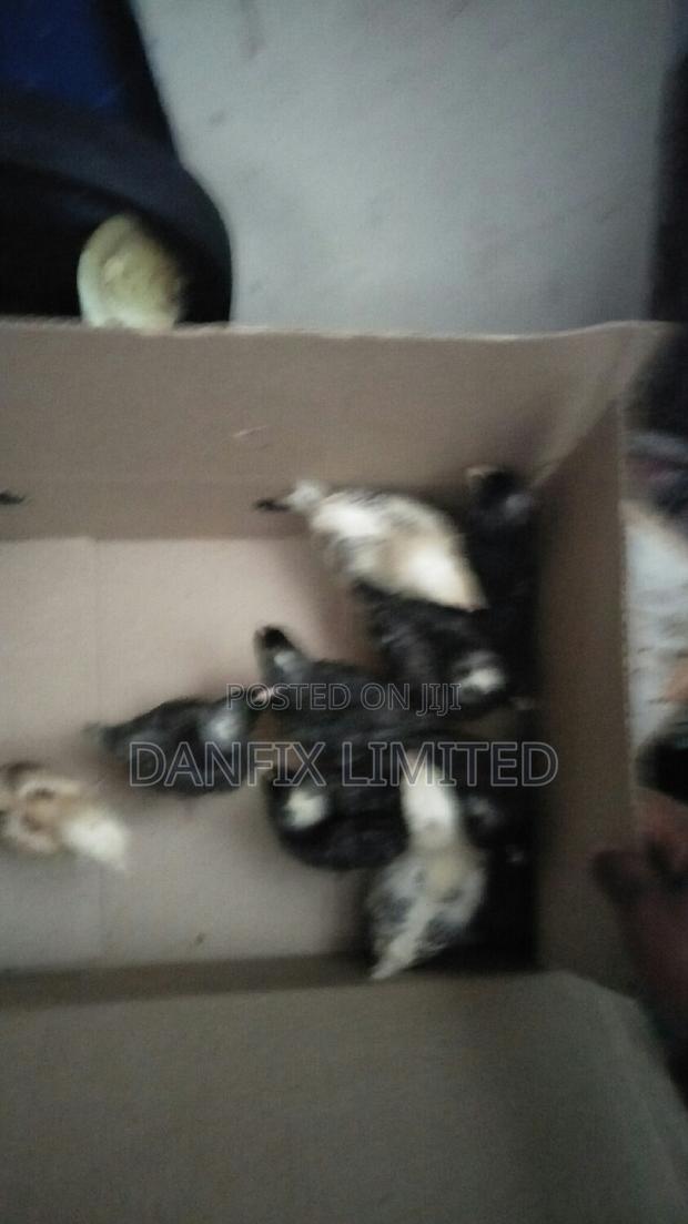 Two Weeks Old Chicks Available (Improved Kienyeji) at 140 - thumbnail 3