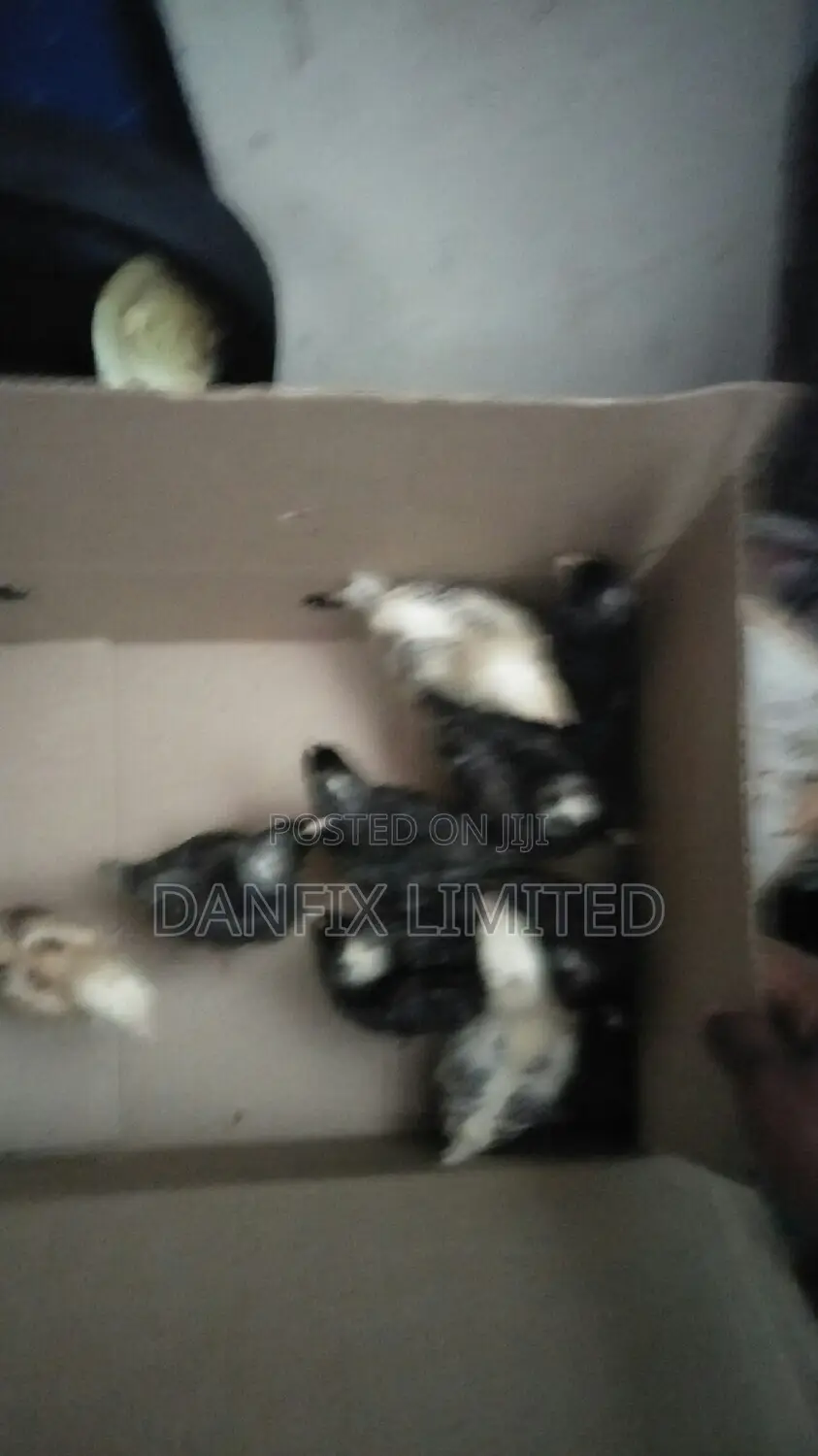 Two Weeks Old Chicks Available (Improved Kienyeji) at 140
