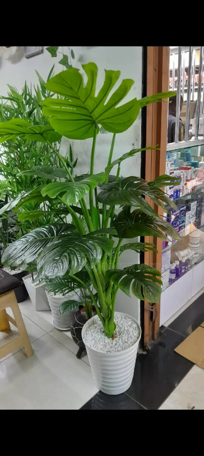 Monstera 1.6M KSH