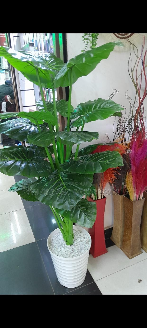 Big Plant KSH 7000 - main view