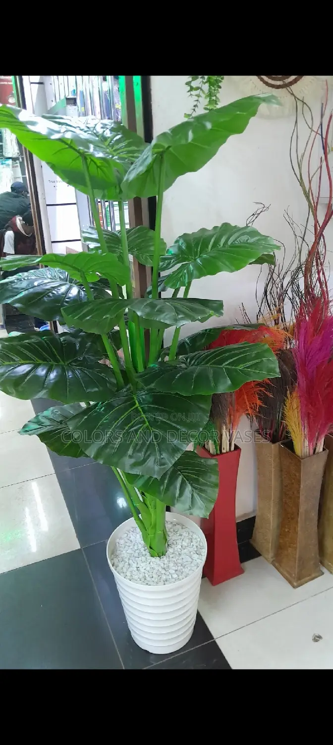 Big Plant KSH 7000