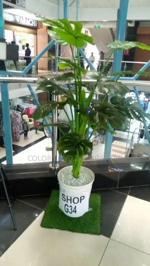 Plant 1.6m and Vase With Pebble Stones Is KSH 