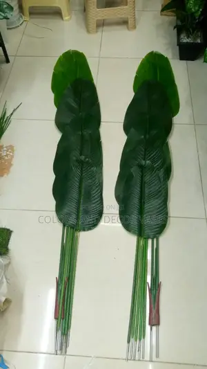 Banana Plant 1.6m Offer Price