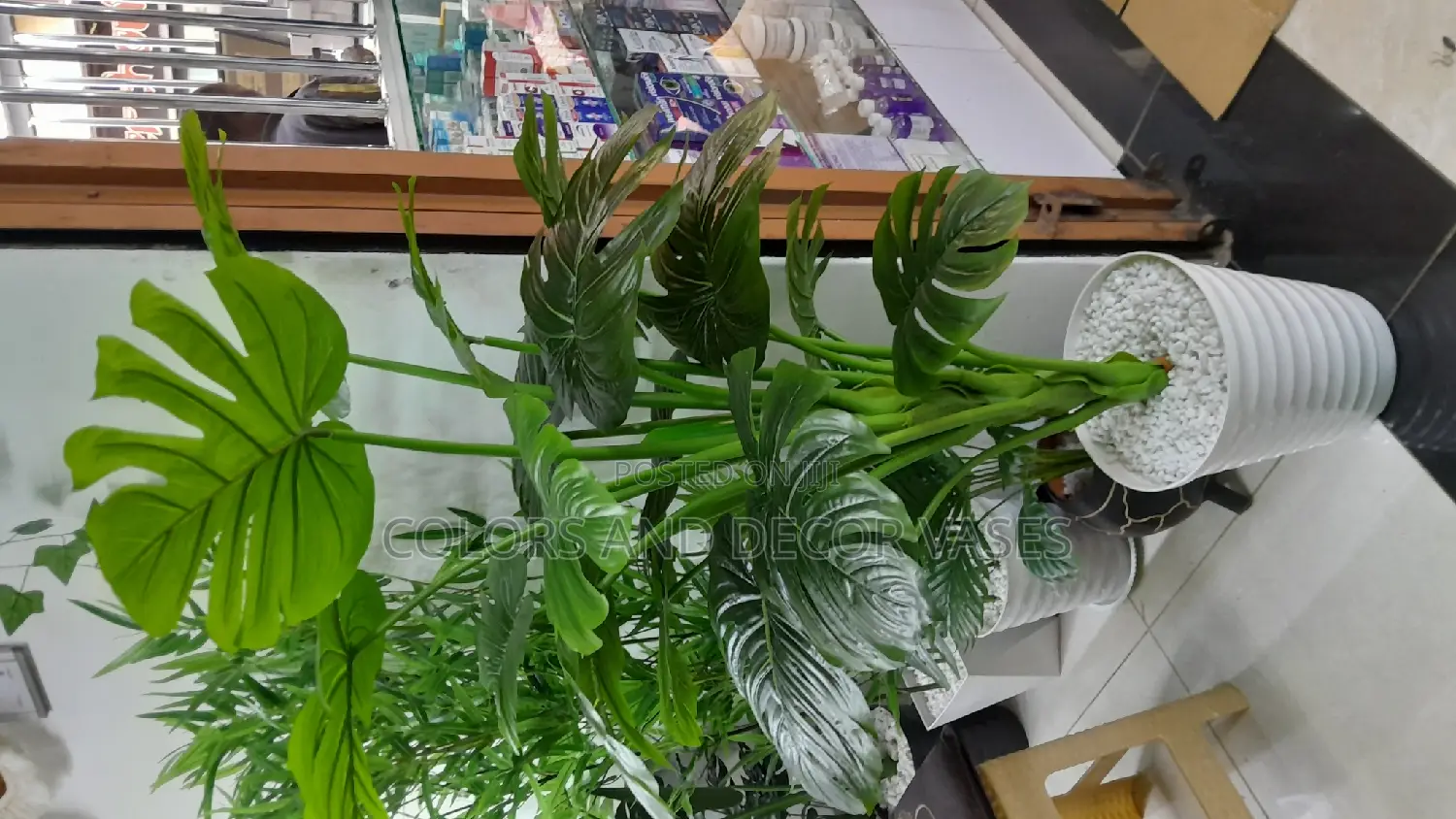 Monstera 1.6m KSH With Vase Stones