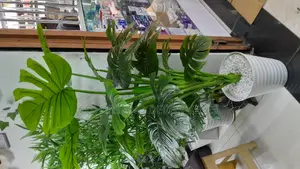 Monstera 1.6m KSH With Vase Stones