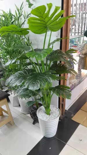 Monstera 1.6m KSH With Vase Stones