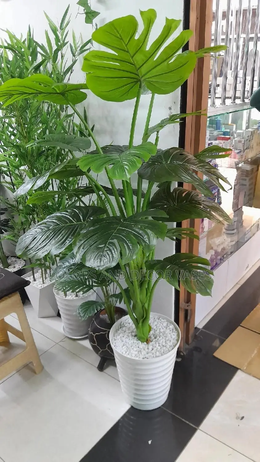 Monstera 1.6m KSH With Vase Stones
