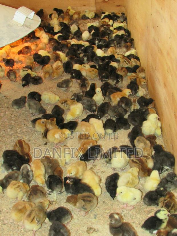 F1 Improved Kienyeji Day Old Chicks - main view