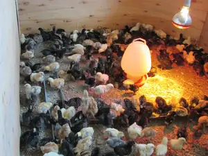 F1 Day Old Chicks Improved Kienyeji Chicks)