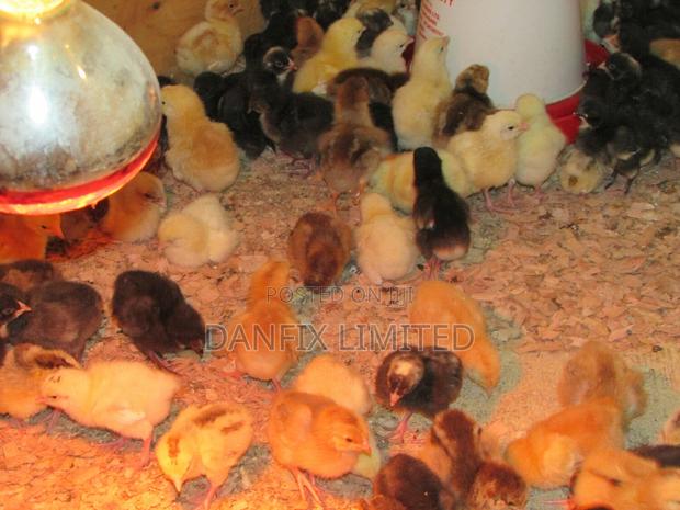 Day Old Kuloiler Breed(Improved Kienyeji) at 100