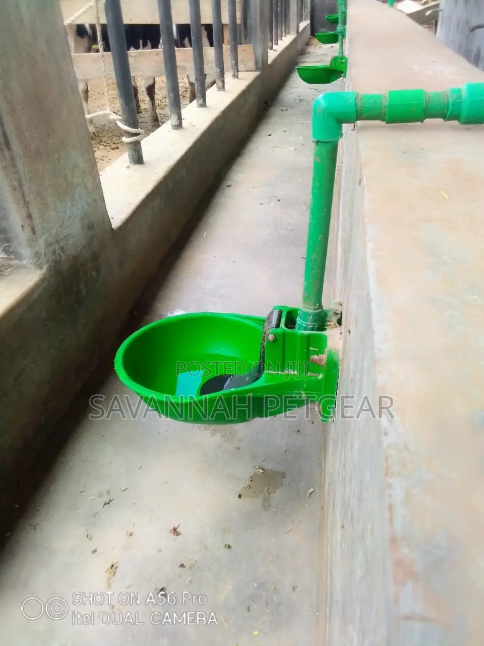 Automatic Cow Water Drinking Bowl - Unbreakable Plastic