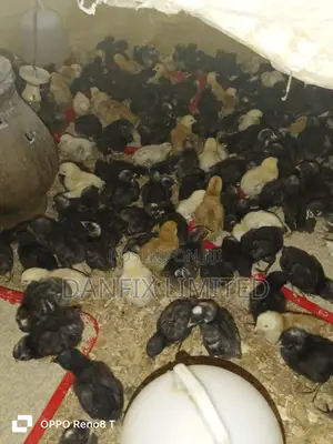 Day Old Chicks F1 Kali Breed