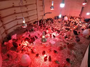 Day Old Chicks F1 Kali Breed