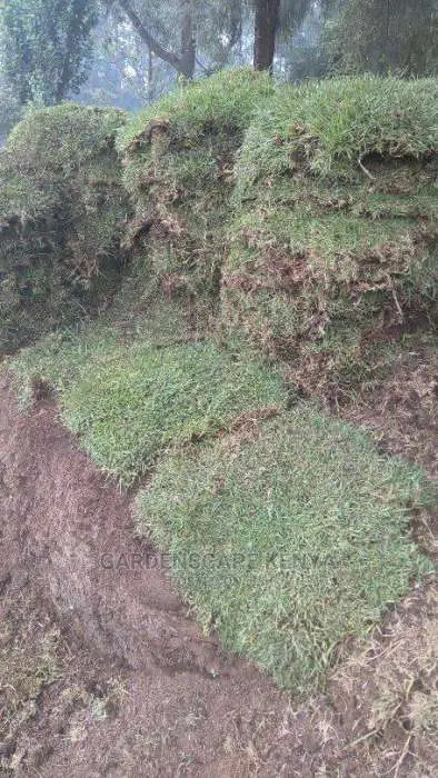 Carpet Grass(Kikuyu Grass)