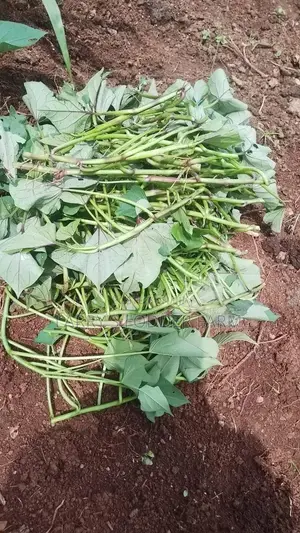 Super K Vines