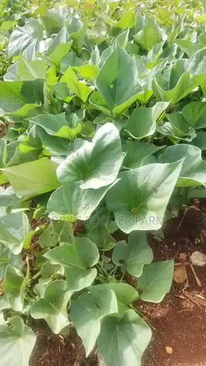 Super K Vines