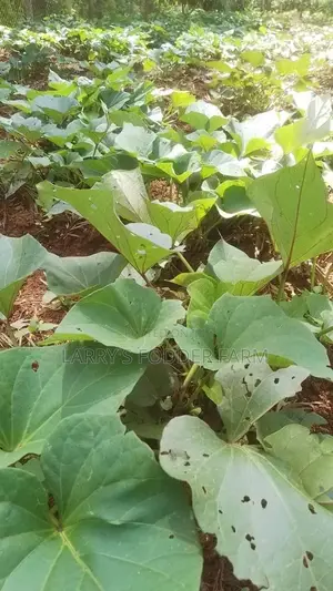 Super K Vines