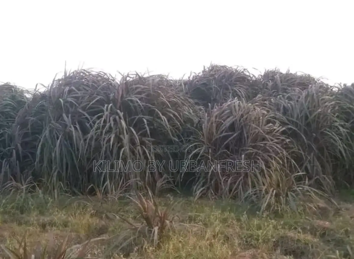 Red Australian Napier Grass Cuttings for Planting Moq 50