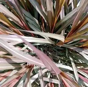 Red Australian Napier Grass Cuttings for Planting Moq 50