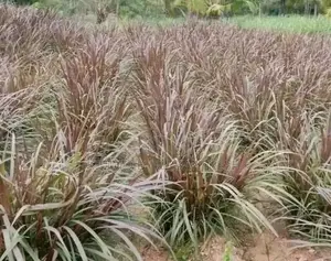 Red Australian Napier Grass Cuttings for Planting Moq 50