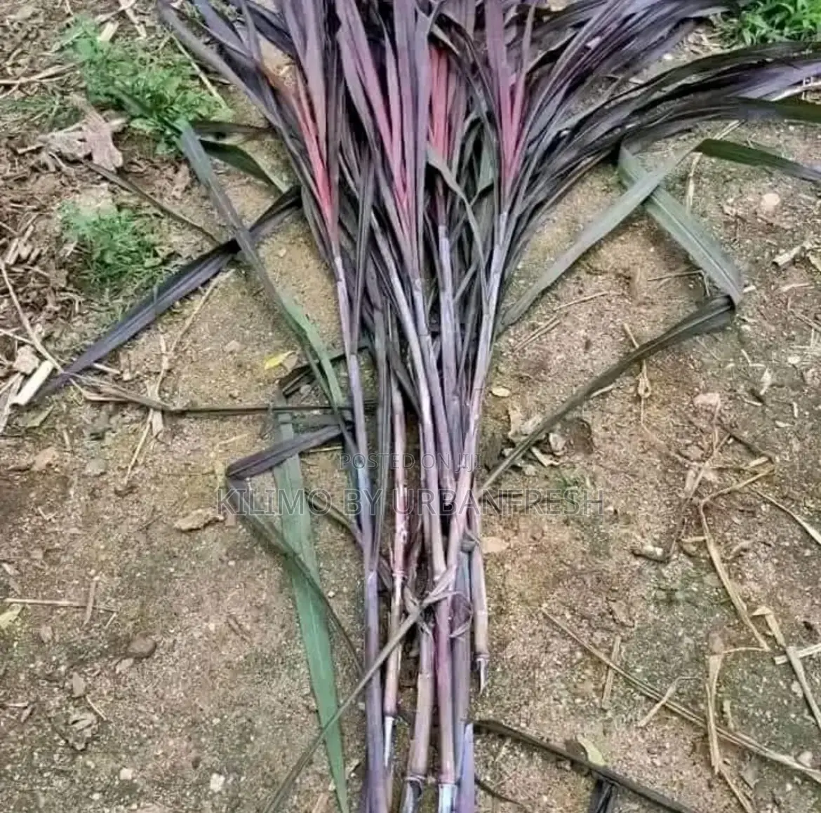 Red Australian Napier Grass Cuttings for Planting Moq 50