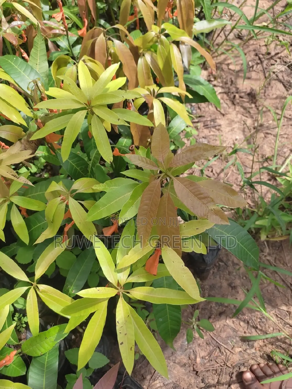 Kent Mangoes