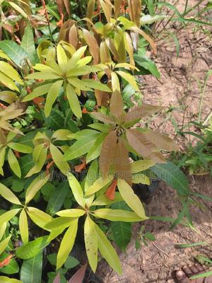 Kent Mangoes - thumbnail 2