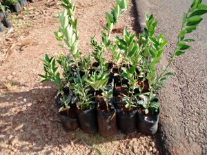 Kumquat Orange - thumbnail 2