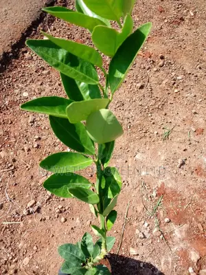 Kumquat Orange