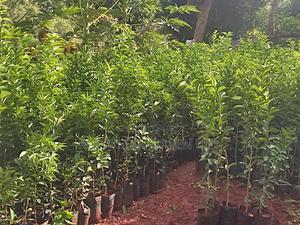 Big Size Pixie Oranges - thumbnail 2