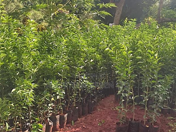 Big Size Pixie Oranges - main view