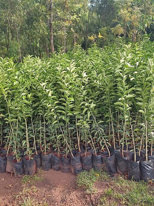 Big Size Pixie Oranges - thumbnail 3