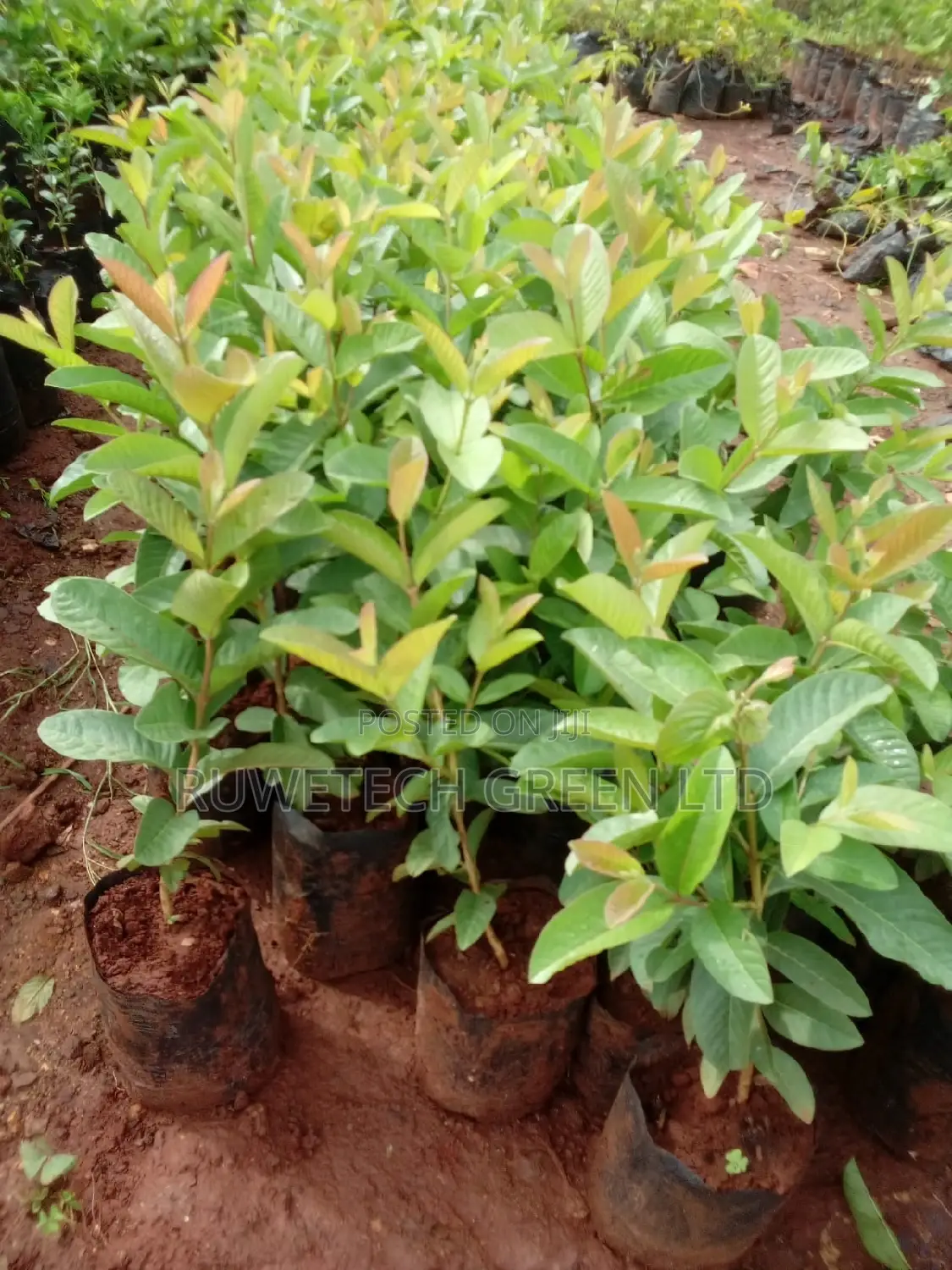 Hybrid Guava White